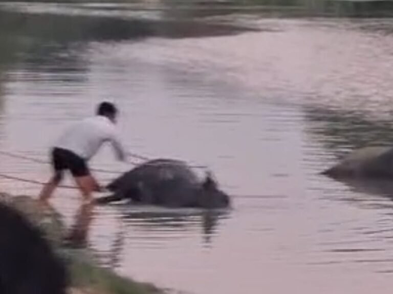 बरेली हाईवे पर मची अफरा-तफरी, बाढ़ में बह गईं कई भैंसें; चार की मौत